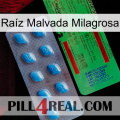 Raíz Malvada Milagrosa new03